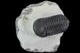 Bargain, Austerops Trilobite - Nice Eye Facets #80663-2